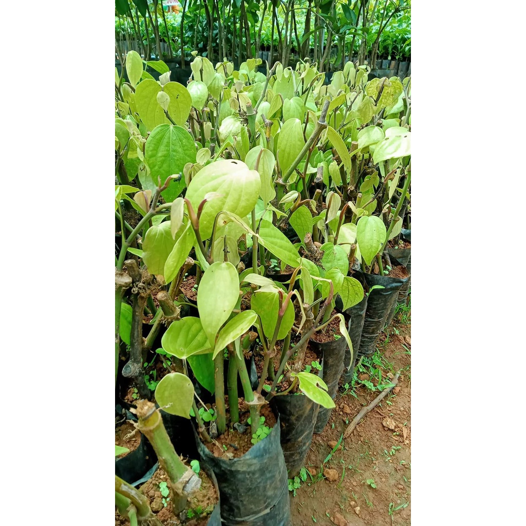 GIỐNG TIÊU SRYLANKA ( BẦU TO CÂY LỚN )