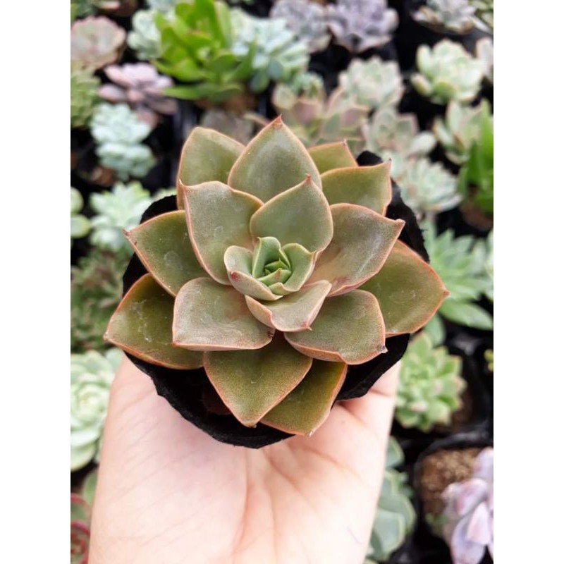Sen đá hồng xoắn size bầu 3-5cm