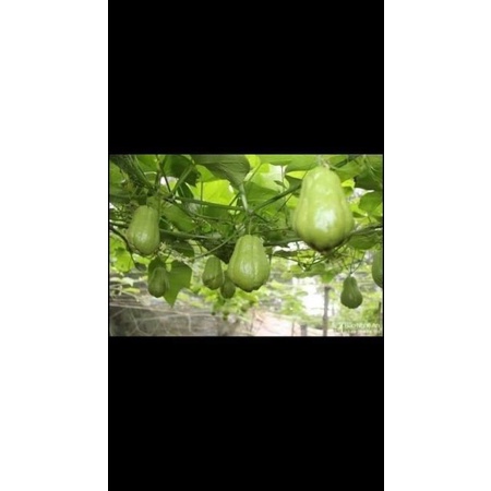 [ Cây Tuyển ] Su su giống 3 quả