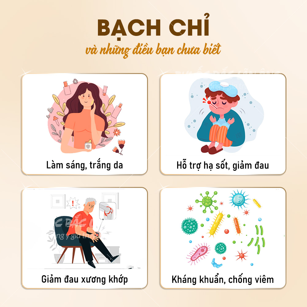 Bạch chỉ 200g, khô, thái lát mỏng, trắng, thơm, không tẩy trắng - Lãn Ông