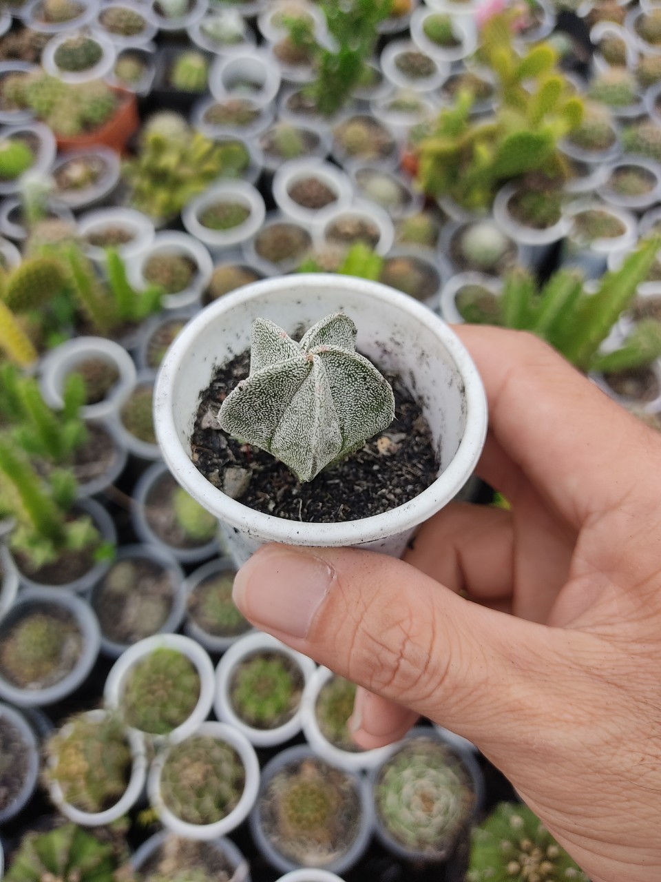 Xương rồng ASTRO BẠC (nhiều size)