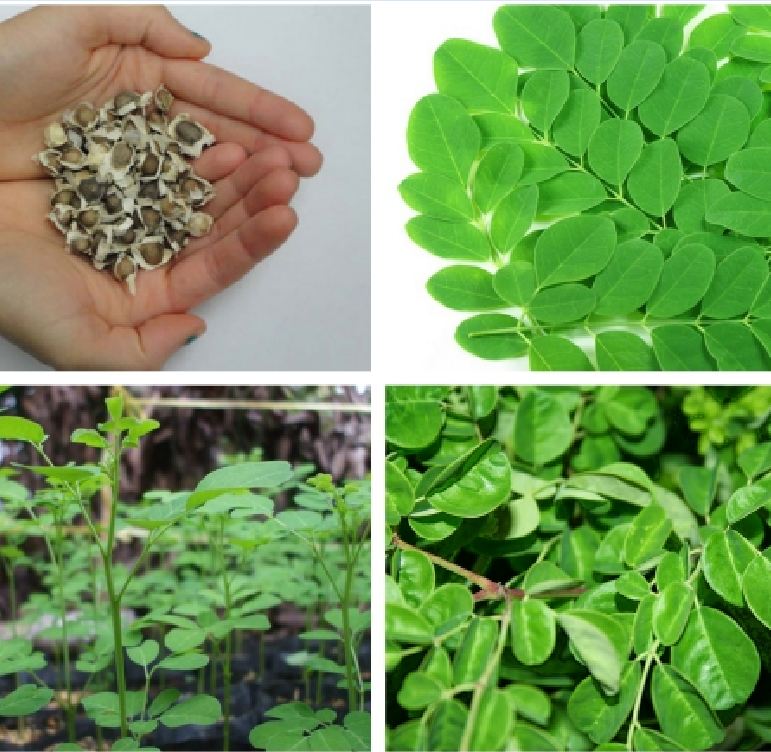 Hạt giống cây chùm ngây -gói 20 hạt(