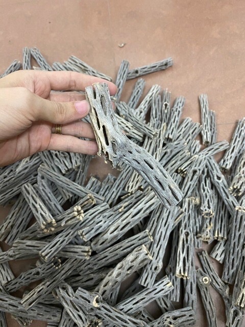 Lũa xương rồng cholla cactus cho tép cảnh - 1 thanh