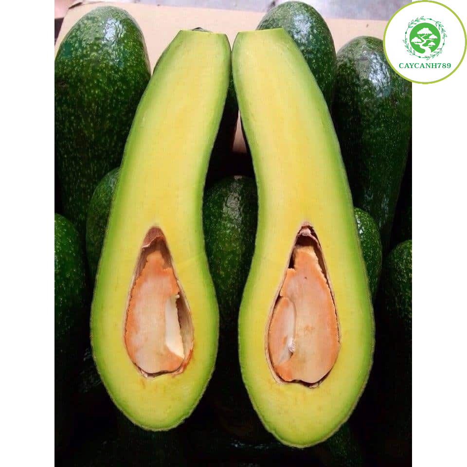 Cây bơ sáp 034 siêu quả (ảnh thật)