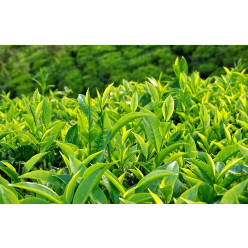Kích rễ cây Thiên Bình (gói 40g) - VTNN Bắc Từ Liêm