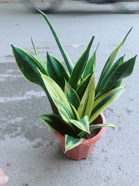 [HCM]Lưỡi Hổ Hoàng Kim