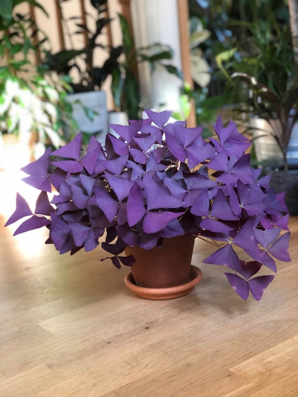 Cây Oxalis Triangularis (Bướm Đêm) 1 củ nhiều thân chậu nhựa