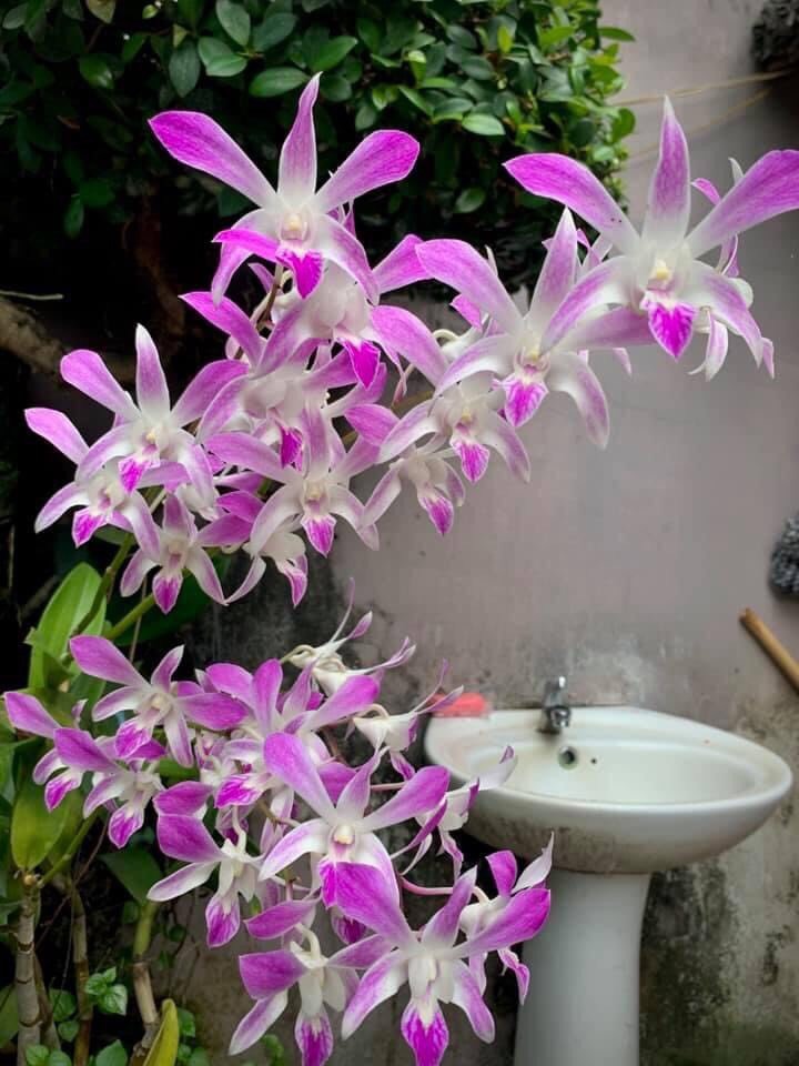 Hoa lan denro nắng 4N