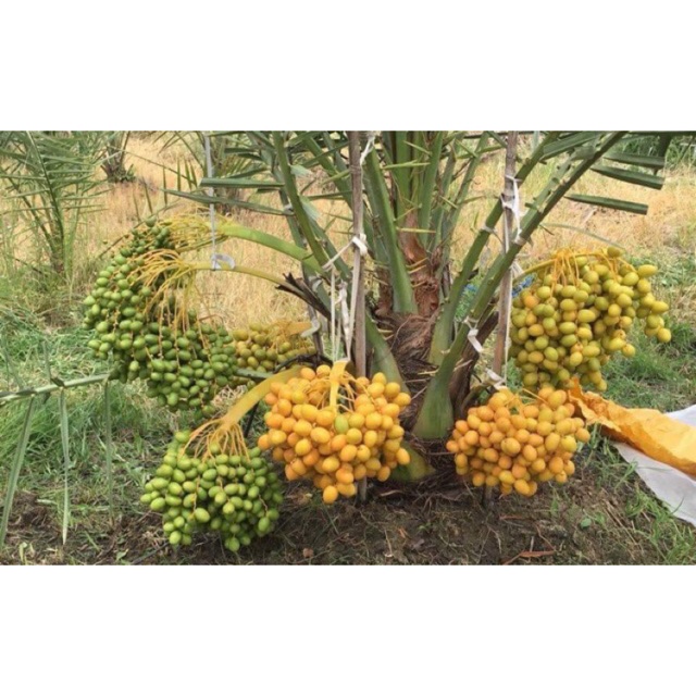 CÂY GIỐNG CHÀ LÀ LÙN SIÊU QUẢ. [ GIỐNG CHÀ LÀ Trυng ĐÔNG BẦU TO, 2 NĂM TUỔI ].