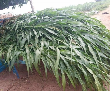 (500G),Giống Cỏ Sudan Lai - Cỏ Ngô