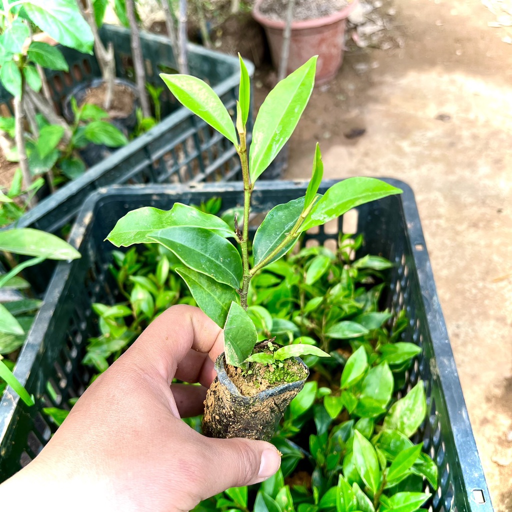 Cây giống hoa lan tiêu (hàm tiếu) hoa thơm ngát (ảnh thật số 2).