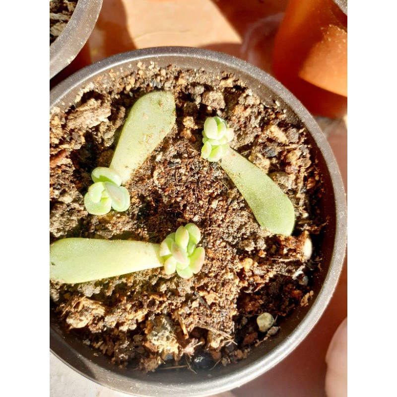 Combo 10 lá sen đá ươm mầm mix loại