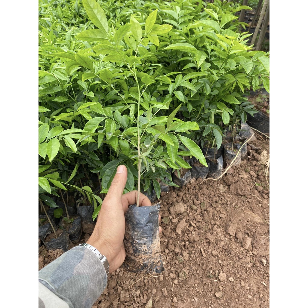 Cây mắc mật giống (cây khỏe, được kiểm tra cây)
