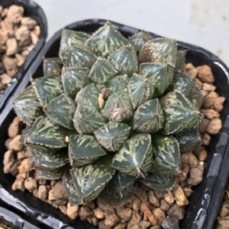 Sen đá Haworthia Mirror đen nhọn