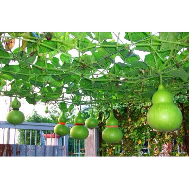 Hạt giống Bầu Hồ Lô 10 Hạt