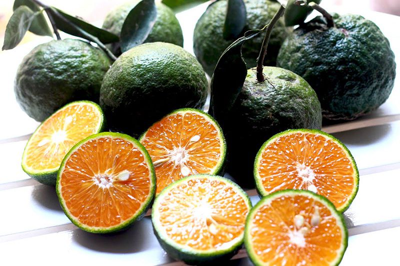 CÂY GIỐNG CAM SÀNH MIỀN NAM