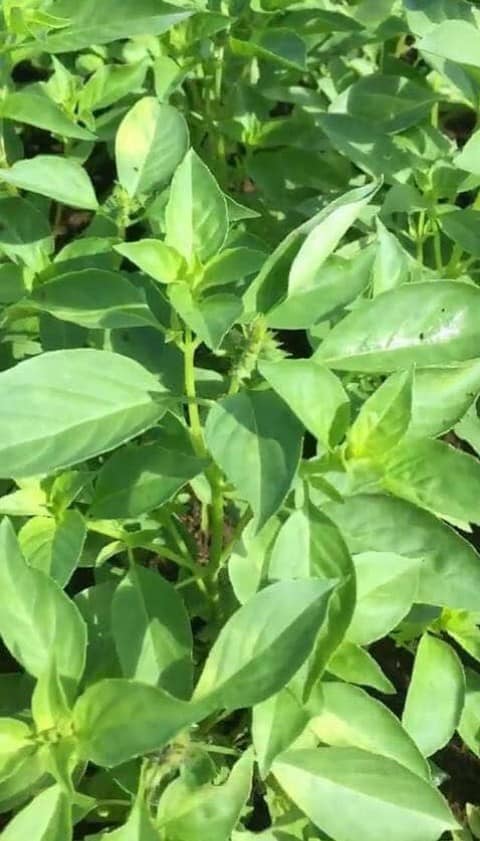 Hạt giống rau húng thơm ( É Trắng) - Rau thơm sả - Gói 2gram