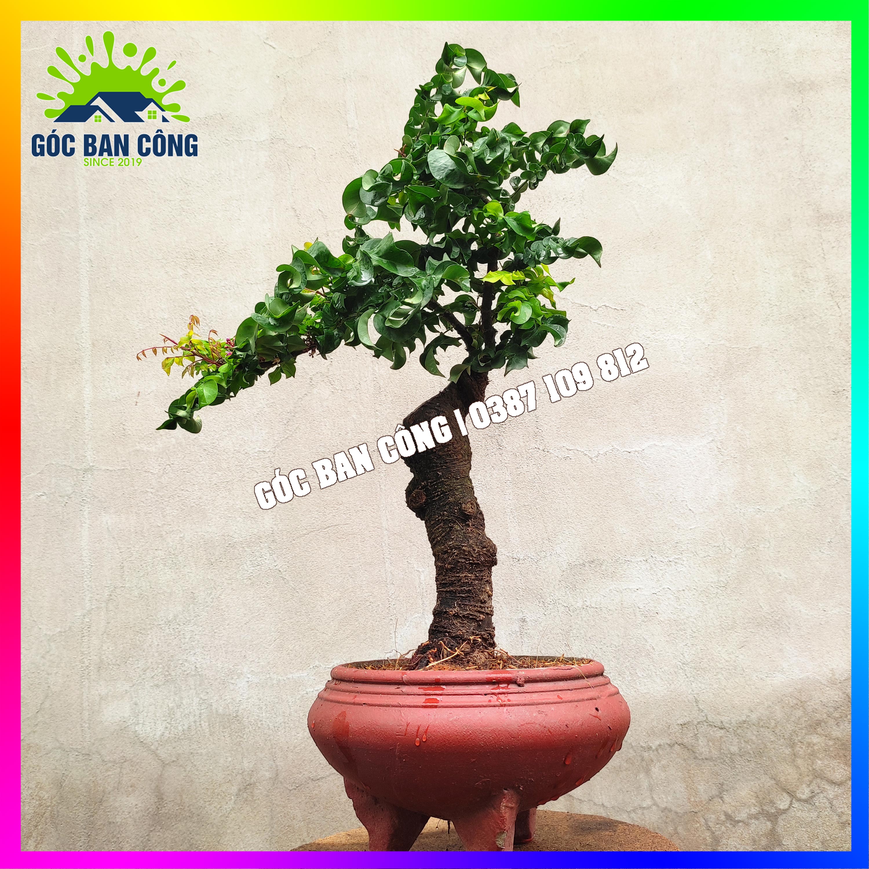 Cây Khế Bonsai Mini - KT02