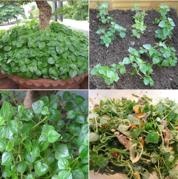 Combo 2 gói hạt giống rau càng cua - tặng 1 gói phân bón