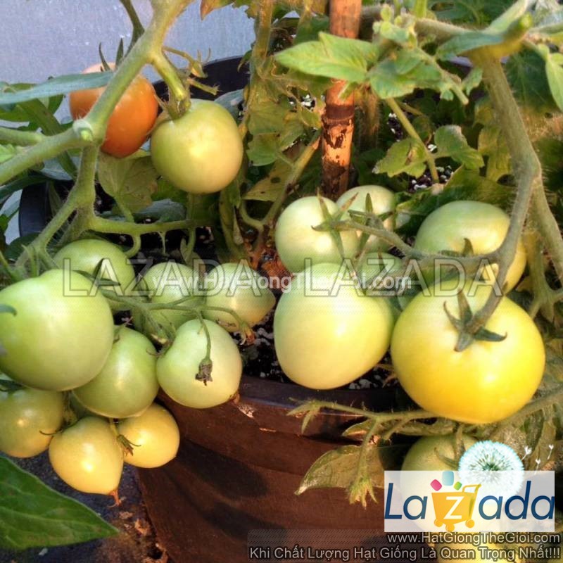 10h Hạt Giống Cà Chua Cherry Rủ Đỏ TG36 (A3.102| B41*W62)
