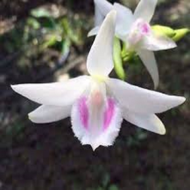 Hoa lan phi điệp - 5ct hà tĩnh