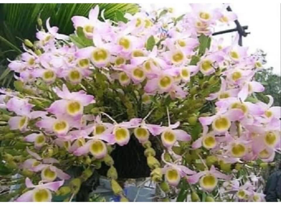 Hoa Lan  chuỗi ngọc(1 bó) qq