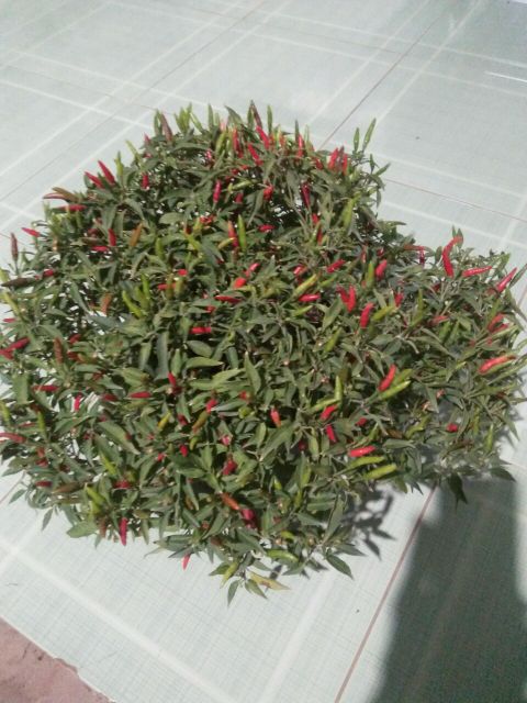 Cây ớt hiểm... ớt chim ia