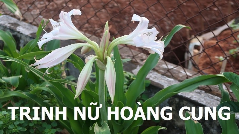Trinh nữ hoàng cung 500 gam khô