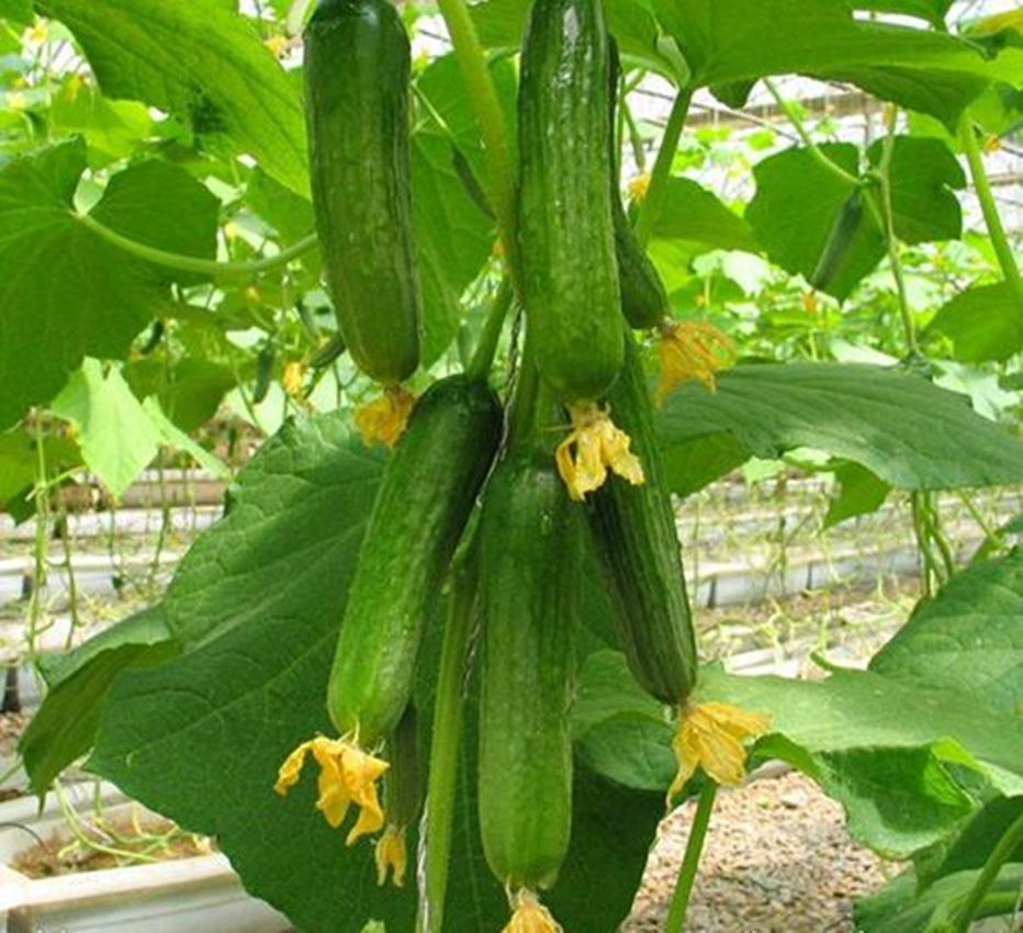 Hạt giống Dưa chuột chùm