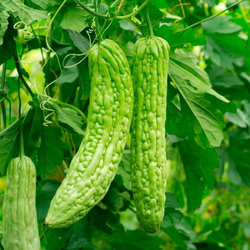 Hạt Giống Mướp Đắng Cao Sản Thái Lan - 10 Hạt