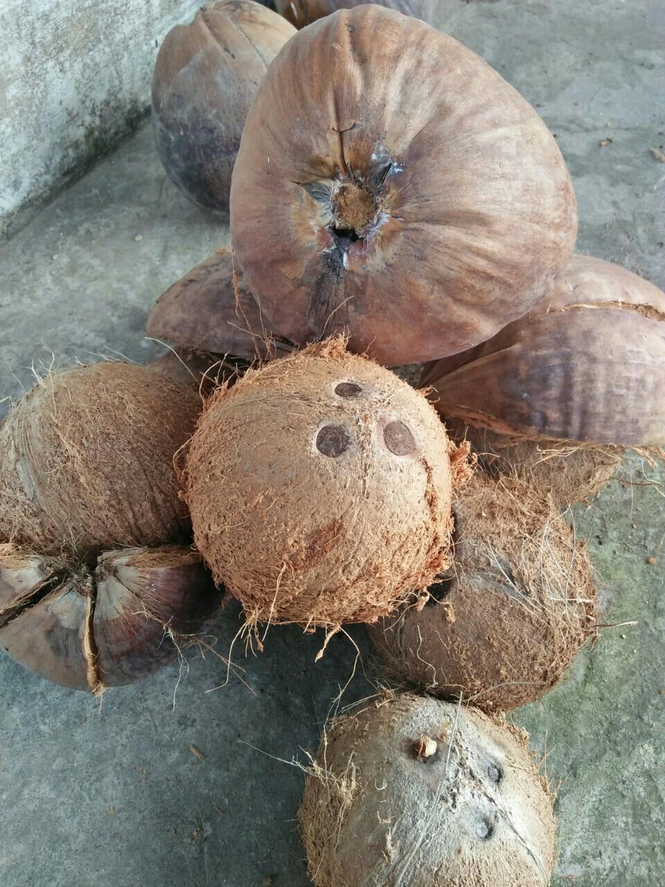 Dừa khô nguyên trái ( dừa già)