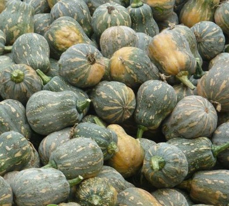 MA154 GÓI 10 HẠT GIỐNG BÍ ĐỎ HỒ LÔ