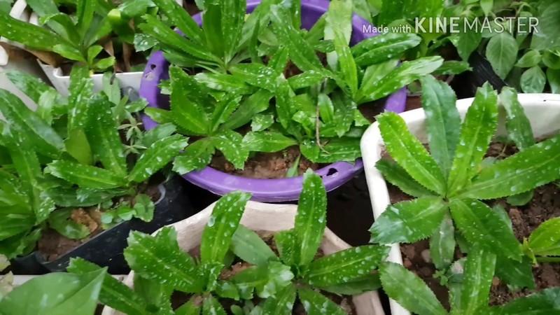 Hạt giống rau mùi tàu rau gia - vị Mùi tàu (ngò gai) - 2gram