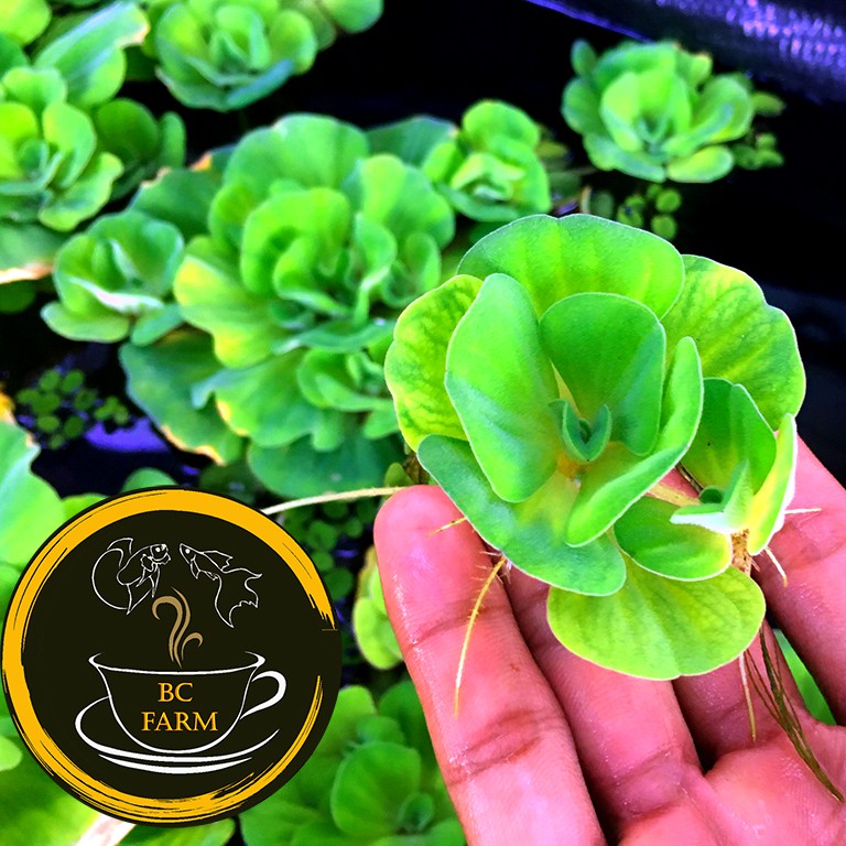 BÈO HOA HỒNG☘️Thủy Sinh☘️Dễ Thương