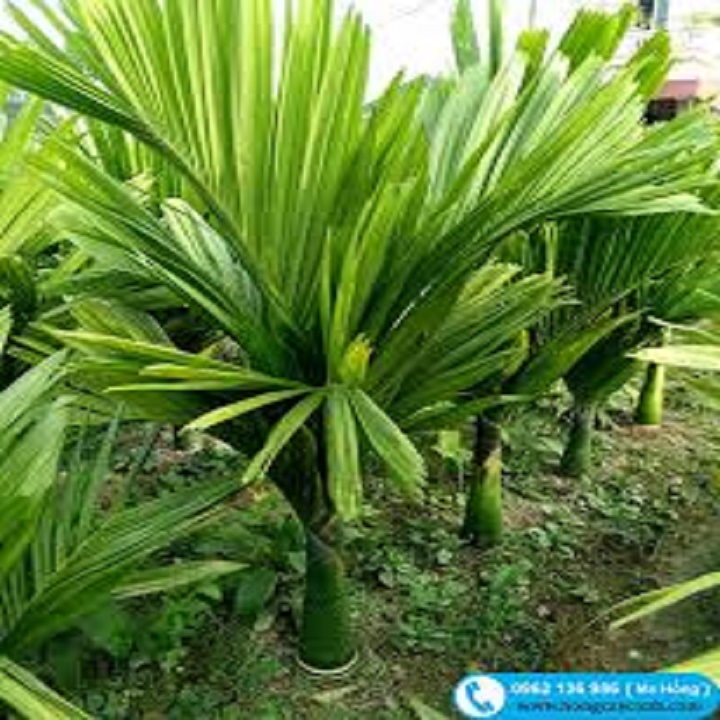 CÂY GIỐNG CAU LÙN TỨ QUÝ SIÊU QUẢ