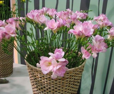 Củ giống hoa lan nam phi hoa màu trắng hồng - 1 củ