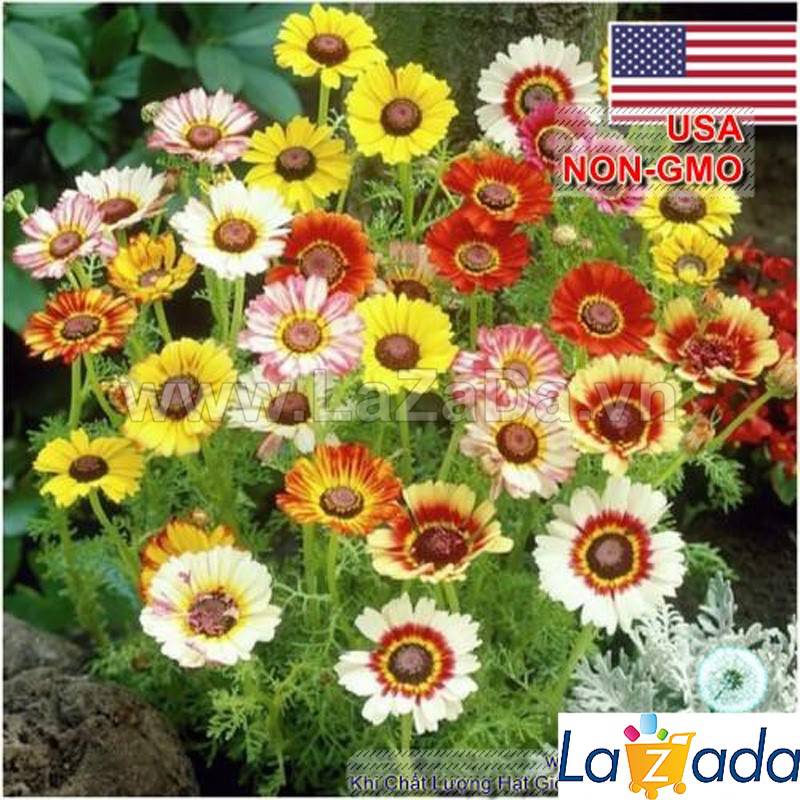 1GR 420.HAT Hạt Giống Hoa Cúc Chi Mix Màu (KD| -KD: B27*V45*M193)