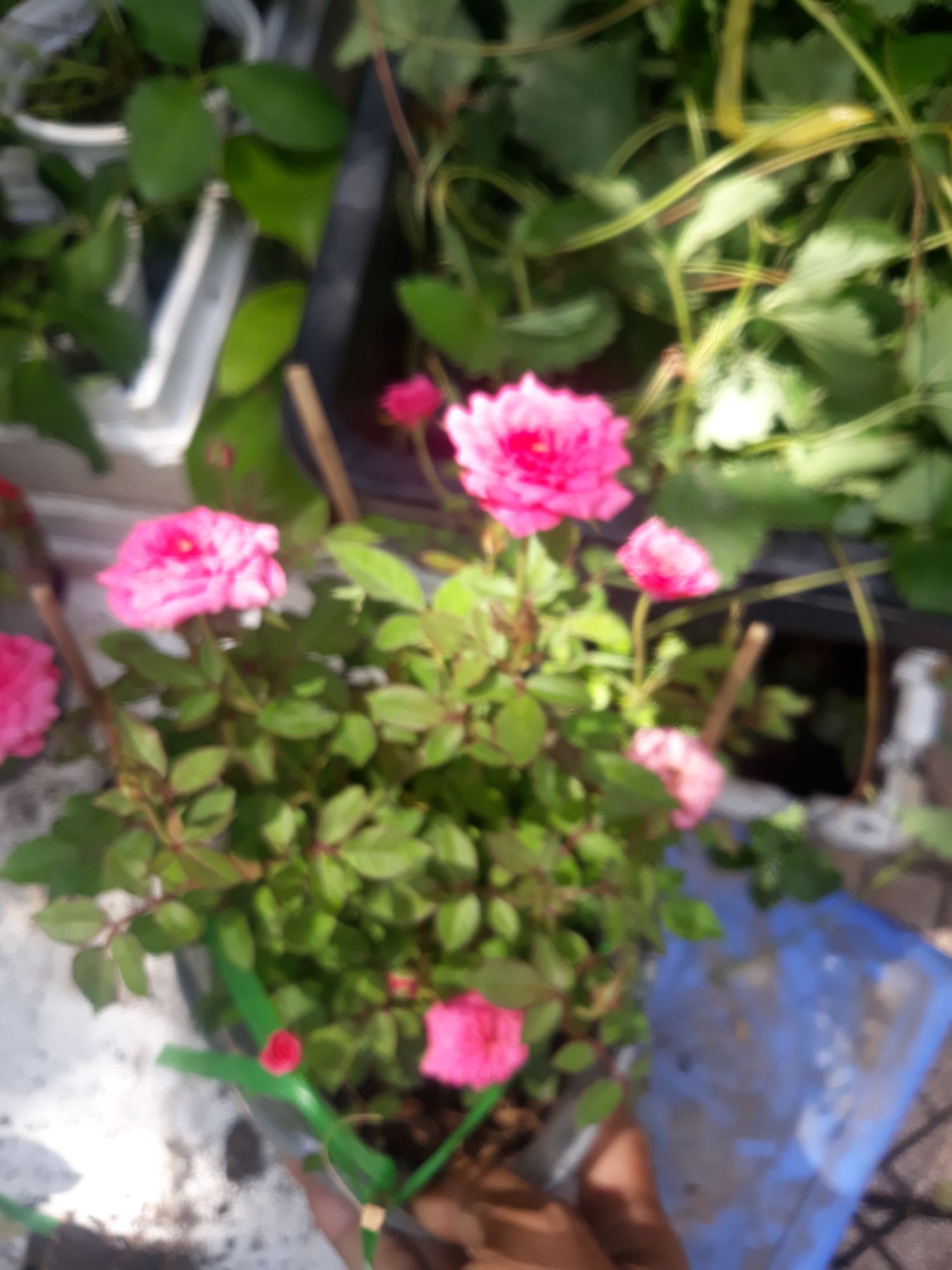 Chậu hoa hồng nhung cực đẹp