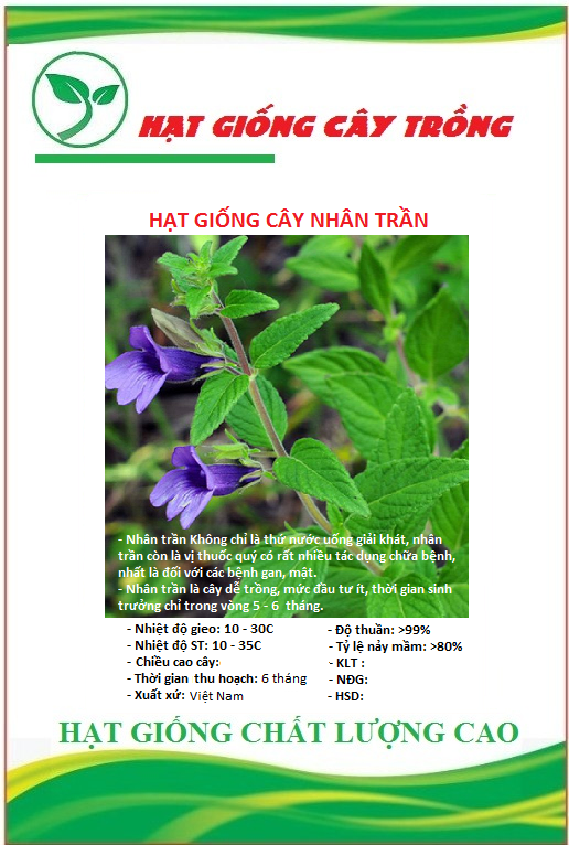 Hạt Giống Cây Nhân Trần ( cây dược liệu ) - Gói 1gram