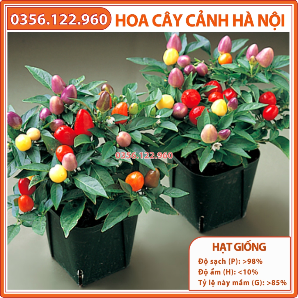 Hạt giống ớt ngũ sắc, ớt kiểng siêu quả, trồng chậu - Shop hoa cây cảnh Hà Nội