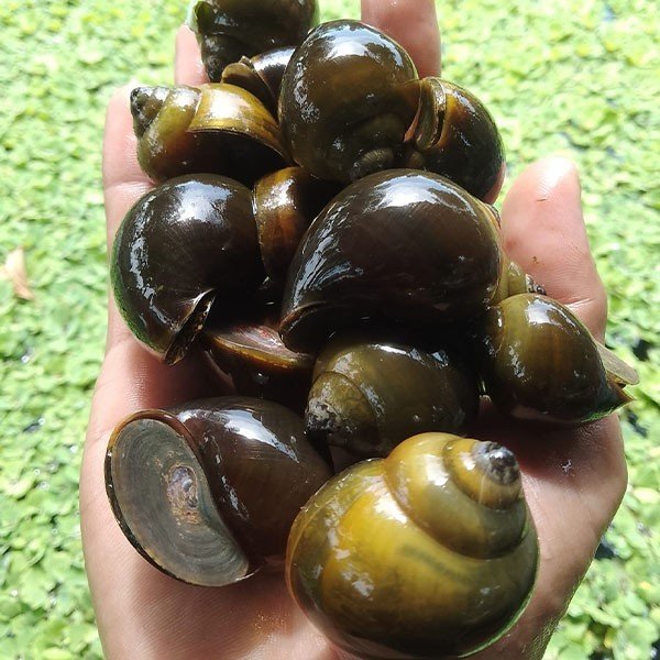 Dung dịch kiểm tra PH