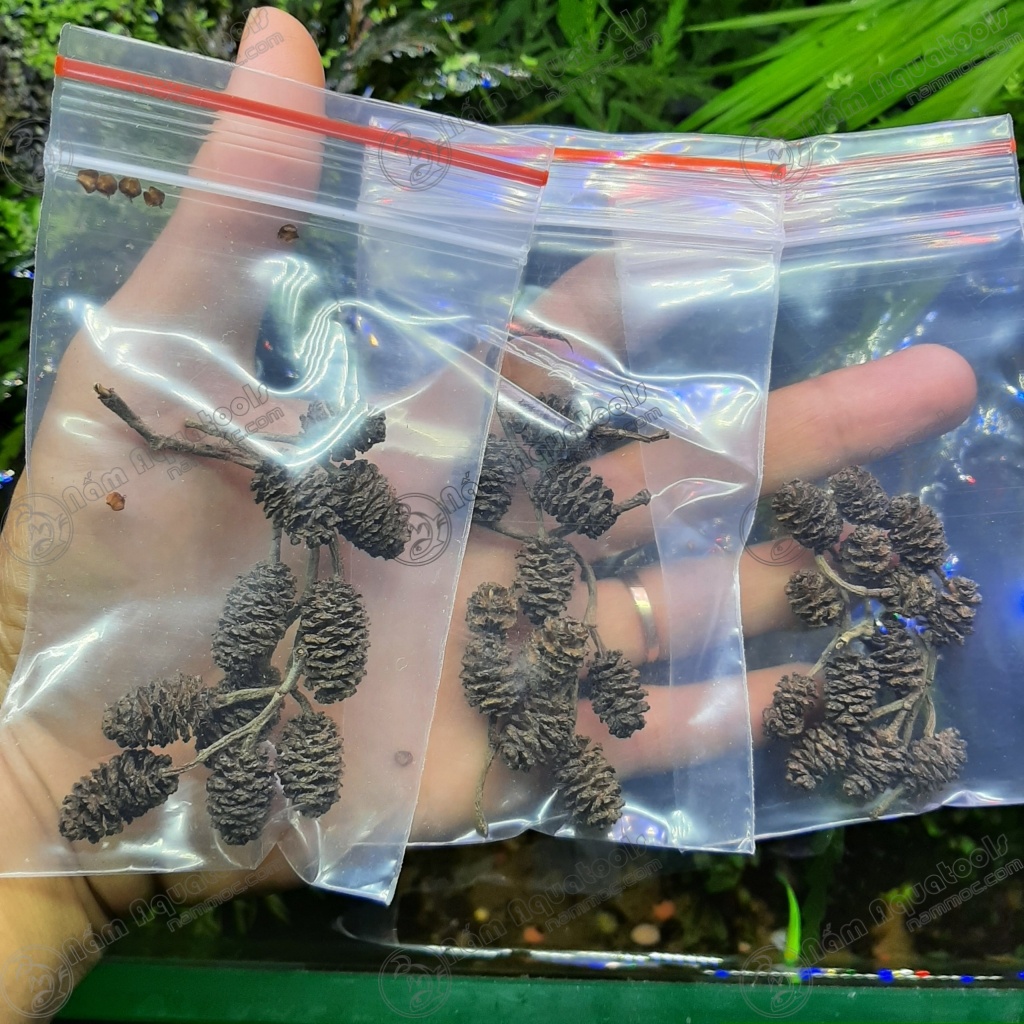 Trái Erlenzapfen | Trái Alder Cones - Bổ sung vitamin, tạo môi trường tự nhiên cho cá tép thuỷ sinh