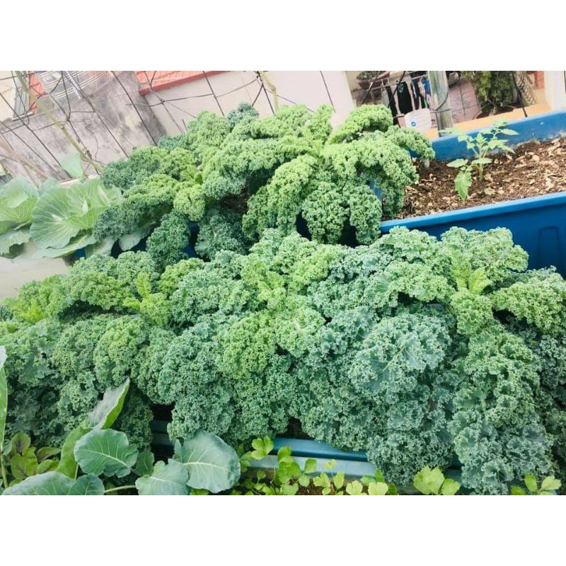 Hạt giống cải xoăn KALE gói 2gr