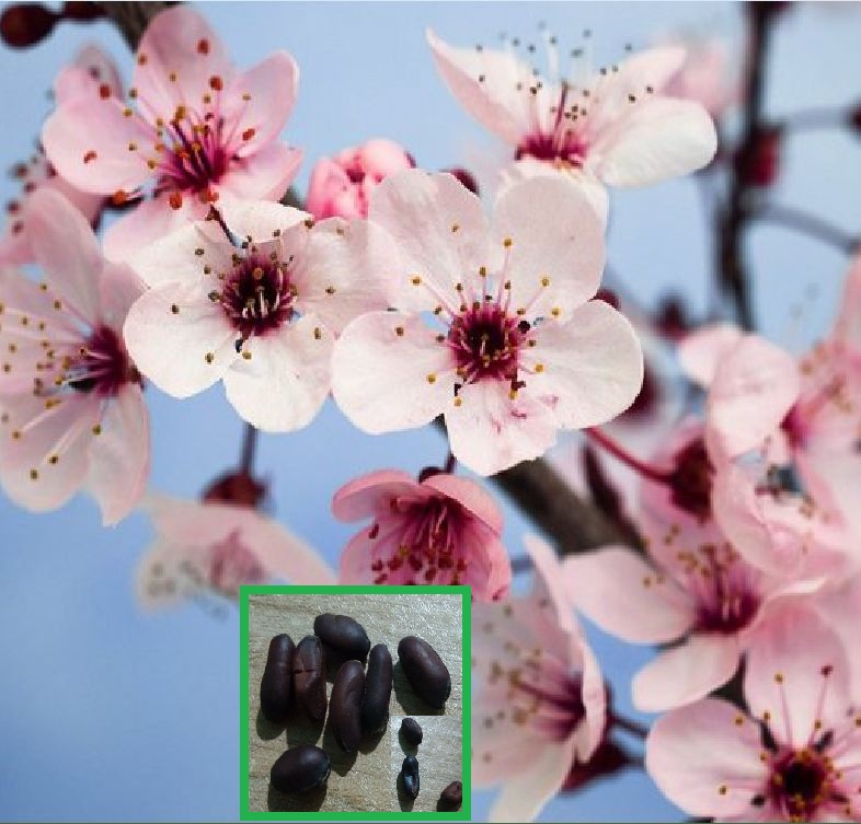 "Gói 5 Hạt " Hạt giống mai trung quốc hoa màu hồng