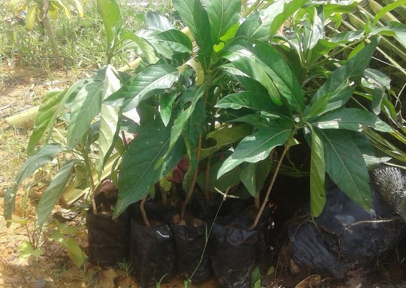 Combo 2 cây nhàu chiều cao khoảng 40cm