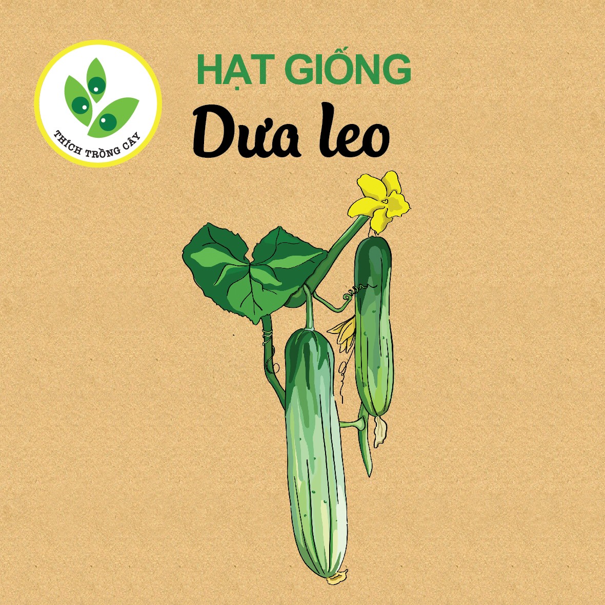 Hạt giống Dưa leo (10 hạt/bịch)