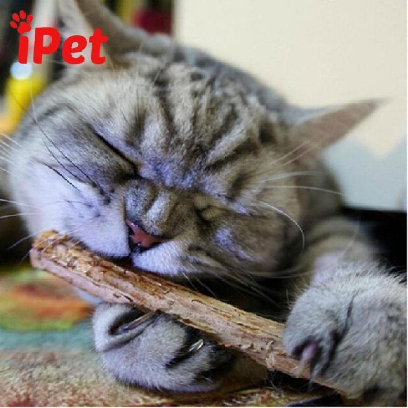 2 Cây Gỗ Catnip Bạc Hà Cho Mèo Gặm Trắng Răng - iPet Shop