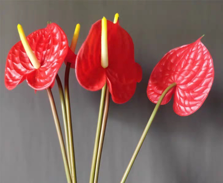 (Hoa giả) Combo 10 đầu bông hòng môn đỏ,hoa hồng môn đỏ