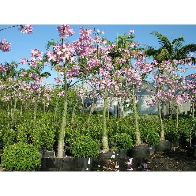 cây giống hoa MỸ NHÂN (hoa gạo hồng)