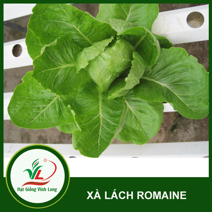 Hạt giống Xà lách Romaine - 2g